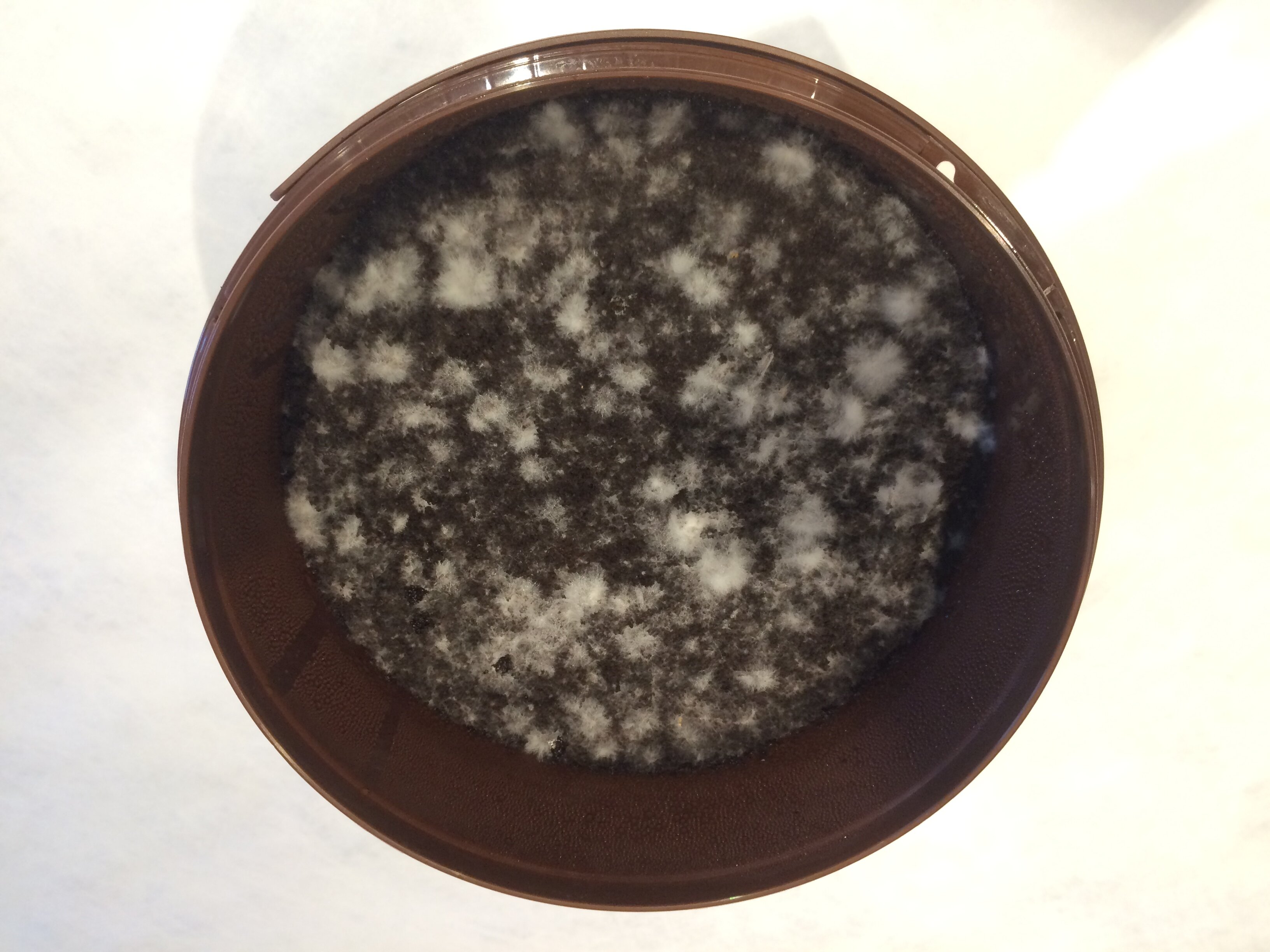 Pilze auf Kaffeesatz züchten